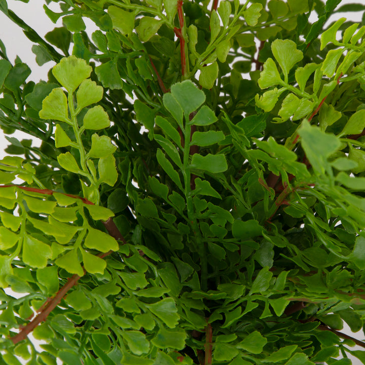 MAIDENHAIR FERN IN OXIDIZED CONTAINER