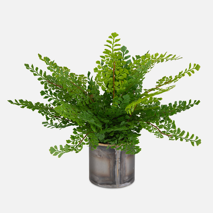 MAIDENHAIR FERN IN OXIDIZED CONTAINER