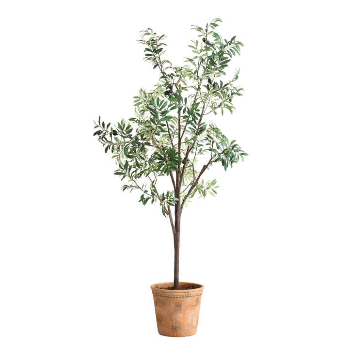 OLEA POTTED OLIVE TREE