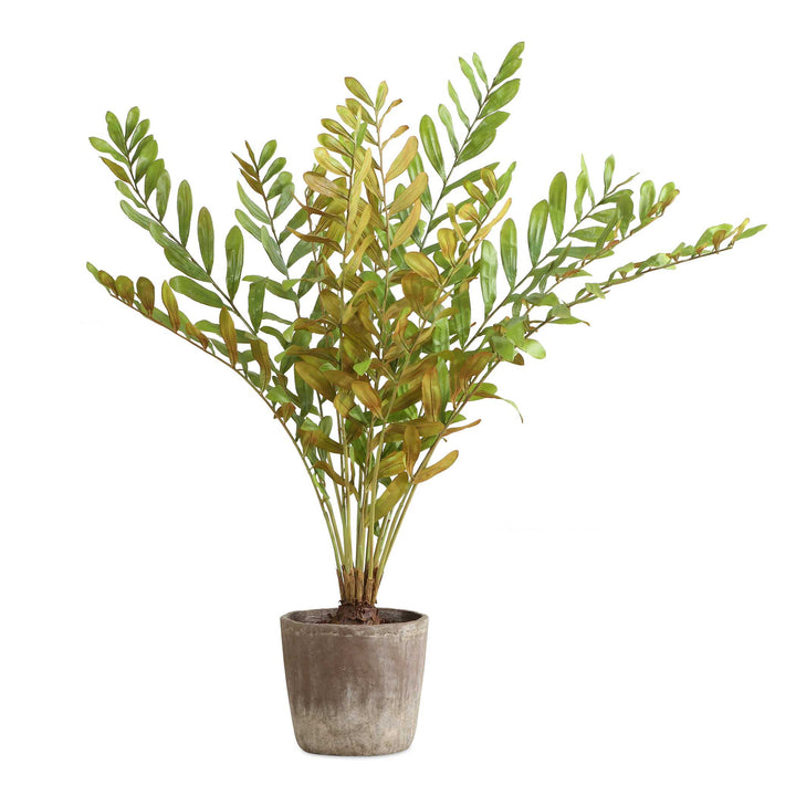 ZAMIA PALM ACCENT IN PLANTER
