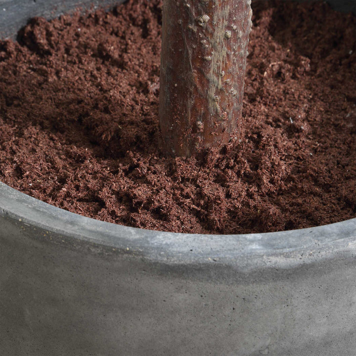 EDEN TALLE POTTED FIG TREE