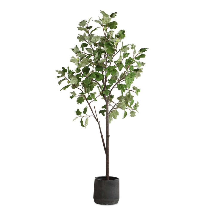 EDEN TALLE POTTED FIG TREE