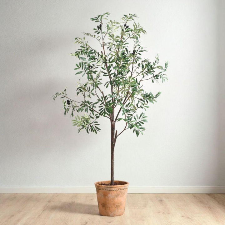 OLEA POTTED OLIVE TREE