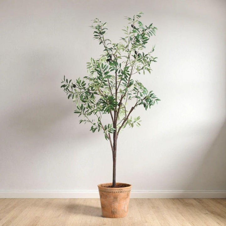 OLEA POTTED OLIVE TREE