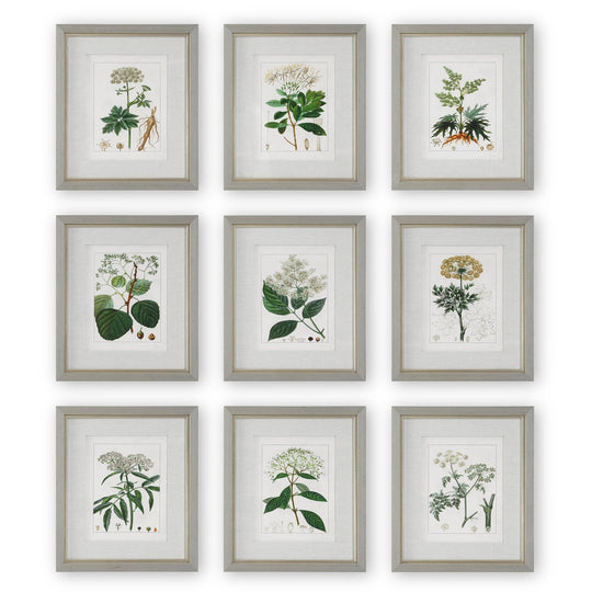 "ANTIQUE BOTANICALS" GLASS FRAMED PRINTS | SET OF 9