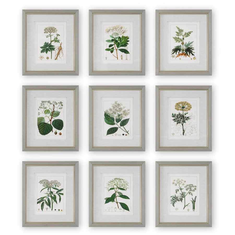"ANTIQUE BOTANICALS" GLASS FRAMED PRINTS | SET OF 9