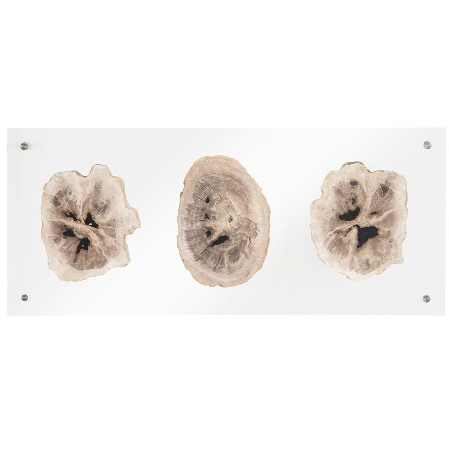 FLOATING PERTRIFIED TRIPLE SLICE WALL ART