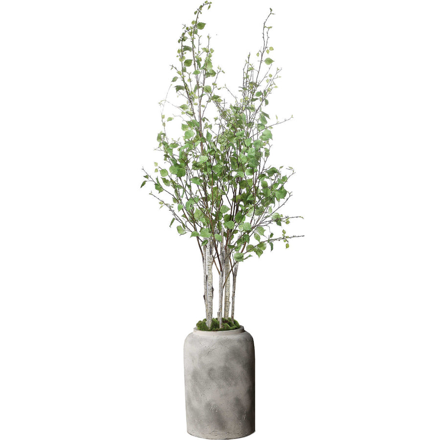 ALDI POTTED RIVER BIRCH