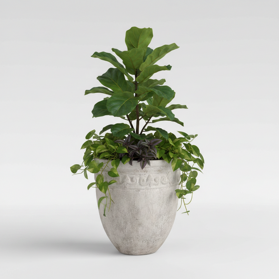 Potted plant in a textured concrete pot on a white background