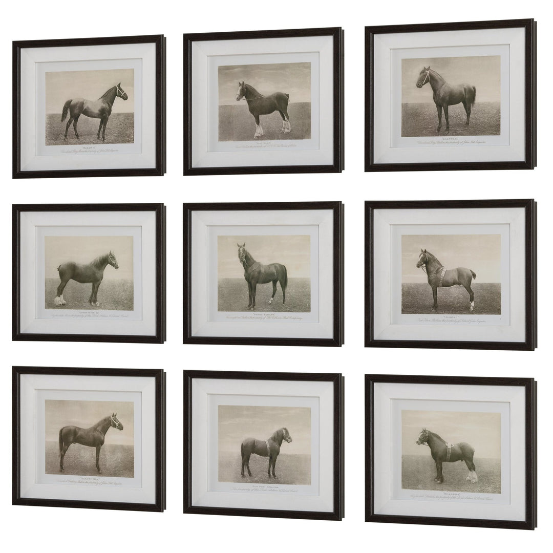 "EQUINE DYNASTY" GLASS FRAMED PRINTS | SET OF 9