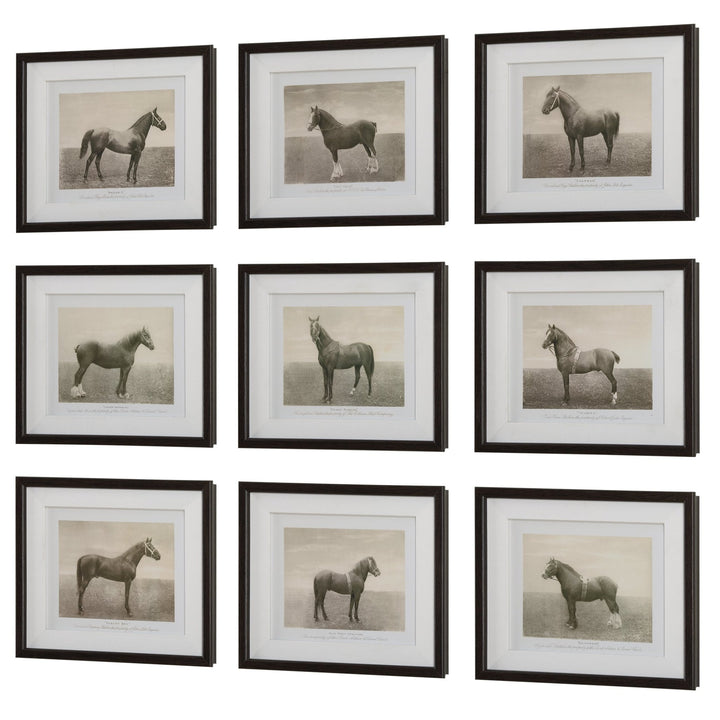 "EQUINE DYNASTY" GLASS FRAMED PRINTS | SET OF 9