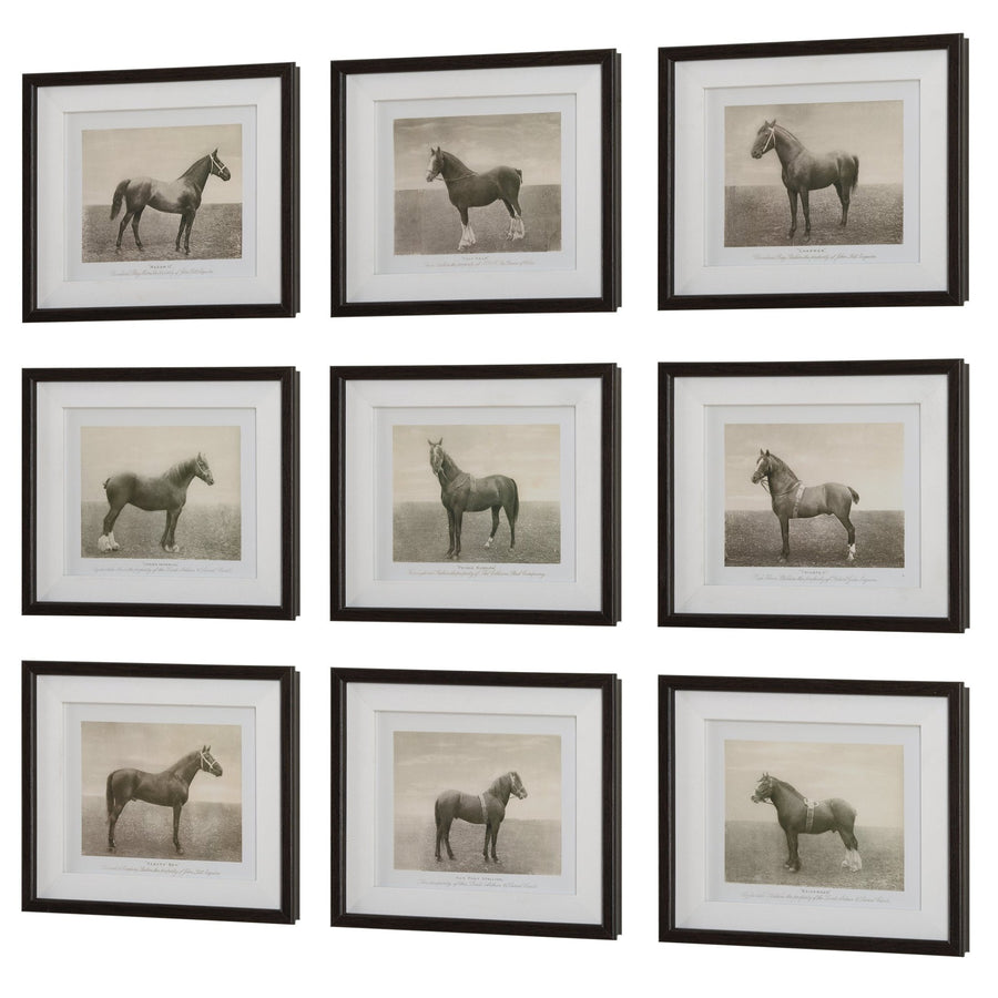 "EQUINE DYNASTY" GLASS FRAMED PRINTS | SET OF 9