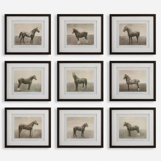 "EQUINE DYNASTY" GLASS FRAMED PRINTS | SET OF 9