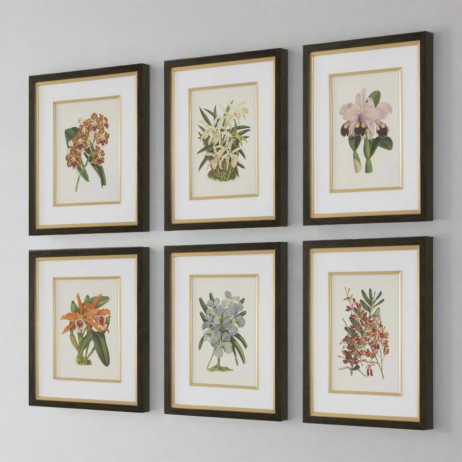 "ORCHID BOTANICAL" GLASS FRAMED GALLERY SET
