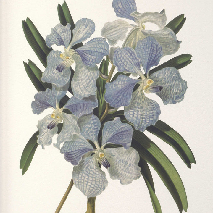 "ORCHID BOTANICAL" GLASS FRAMED GALLERY SET