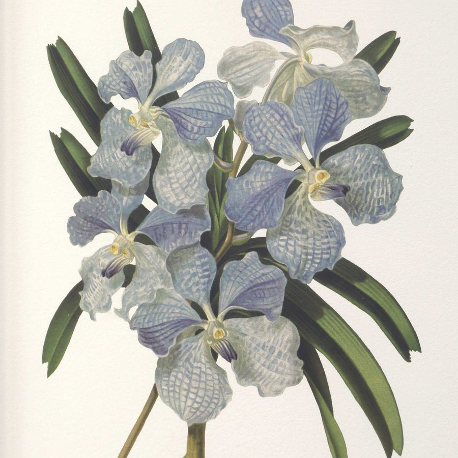 "ORCHID BOTANICAL" GLASS FRAMED GALLERY SET