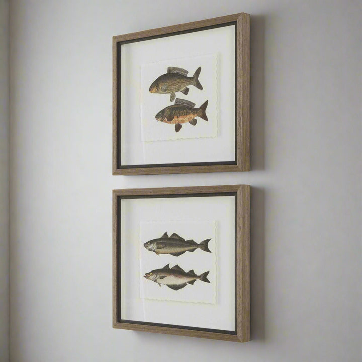 "THE CATCH" GLASS FRAMED FISH PRINTS SET
