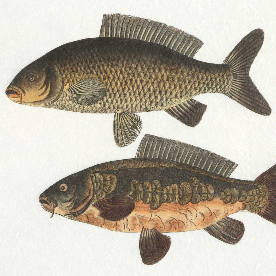 "THE CATCH" GLASS FRAMED FISH PRINTS SET