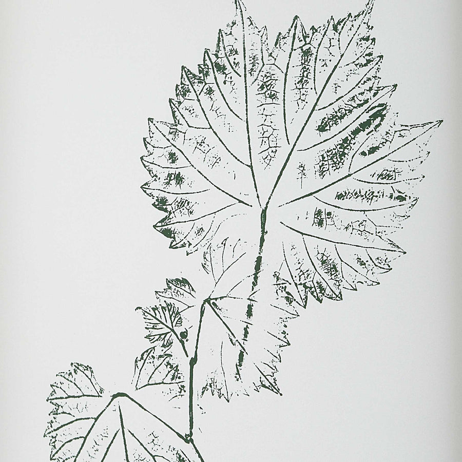 "NATURE'S SCRIPT" GLASS FRAMED BOTANICAL GALLERY SET