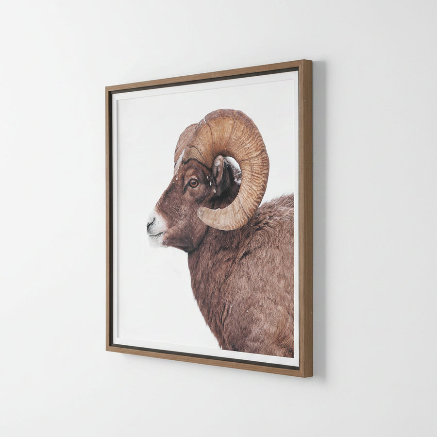 "BIG HORN SHEEP" FRAMED PRINT