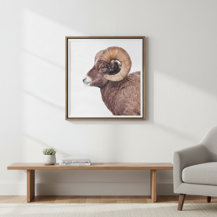 "BIG HORN SHEEP" FRAMED PRINT
