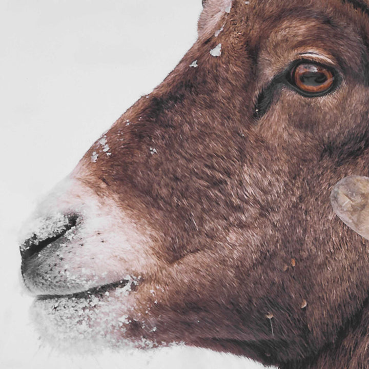 "BIG HORN SHEEP" FRAMED PRINT