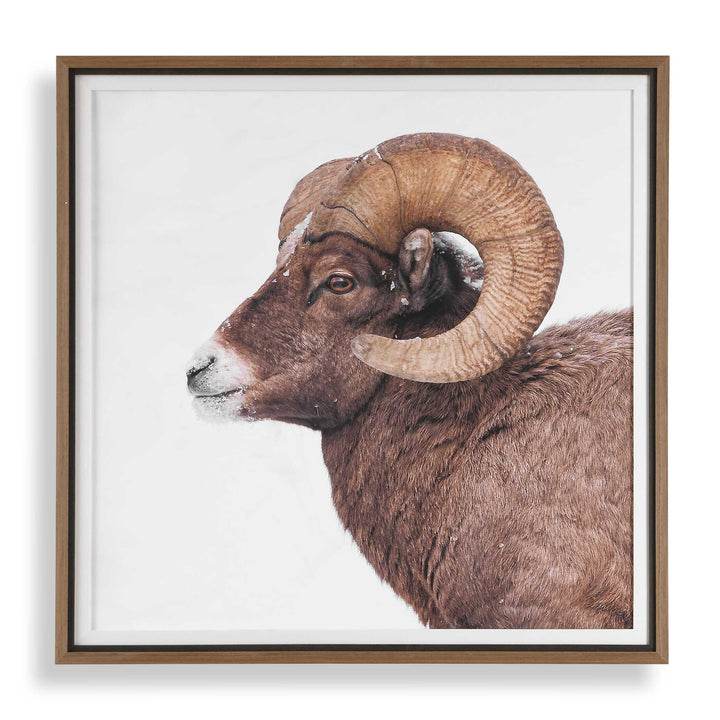 "BIG HORN SHEEP" FRAMED PRINT