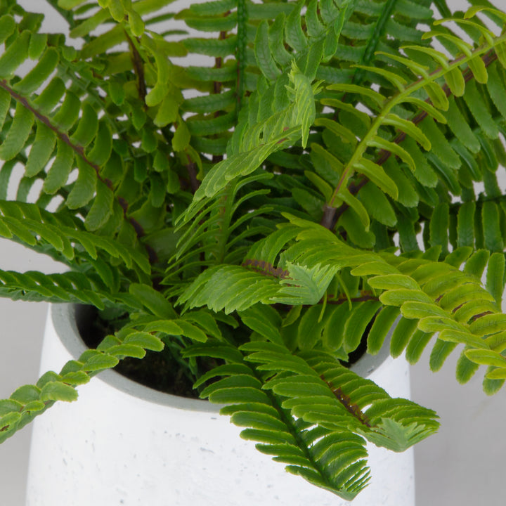 BOSTON FERN IN WHITE CERAMIC POT