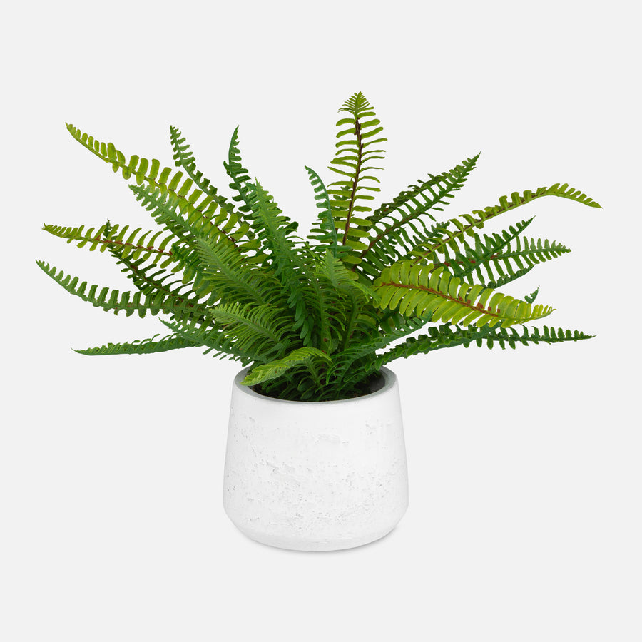 BOSTON FERN IN WHITE CERAMIC POT