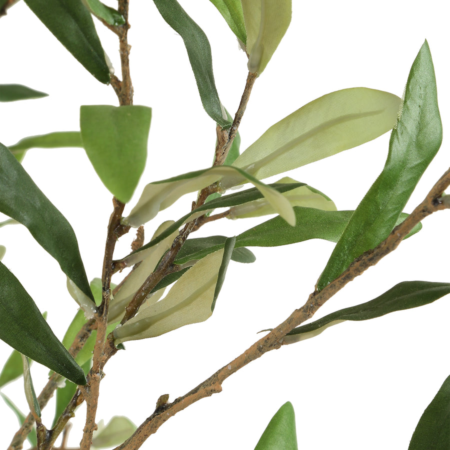 ABUNDANCE POTTED OLIVE TREE