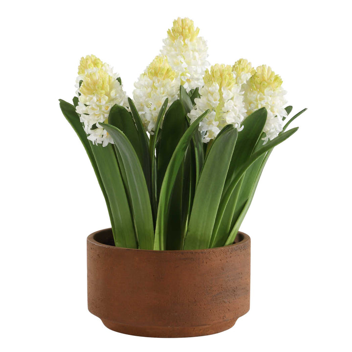 SINCERITY POTTED HYACINTH PLANT