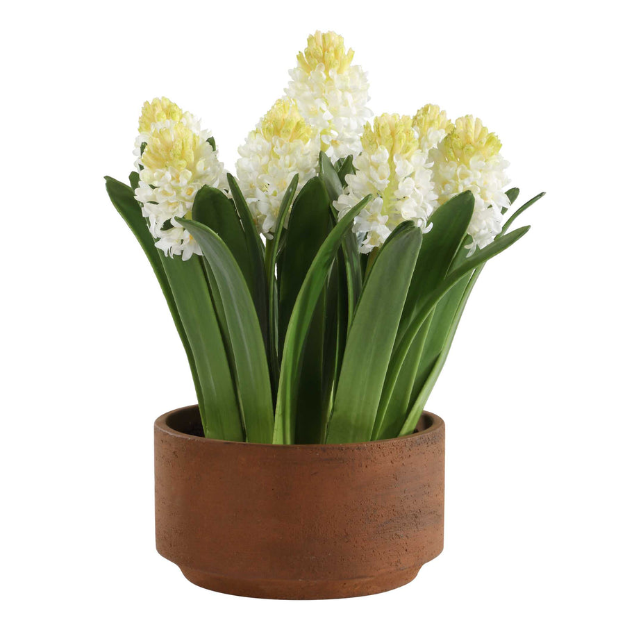 SINCERITY POTTED HYACINTH PLANT
