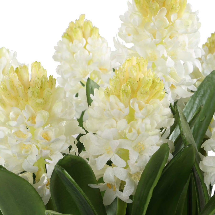 SINCERITY POTTED HYACINTH PLANT