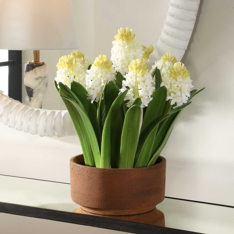 SINCERITY POTTED HYACINTH PLANT