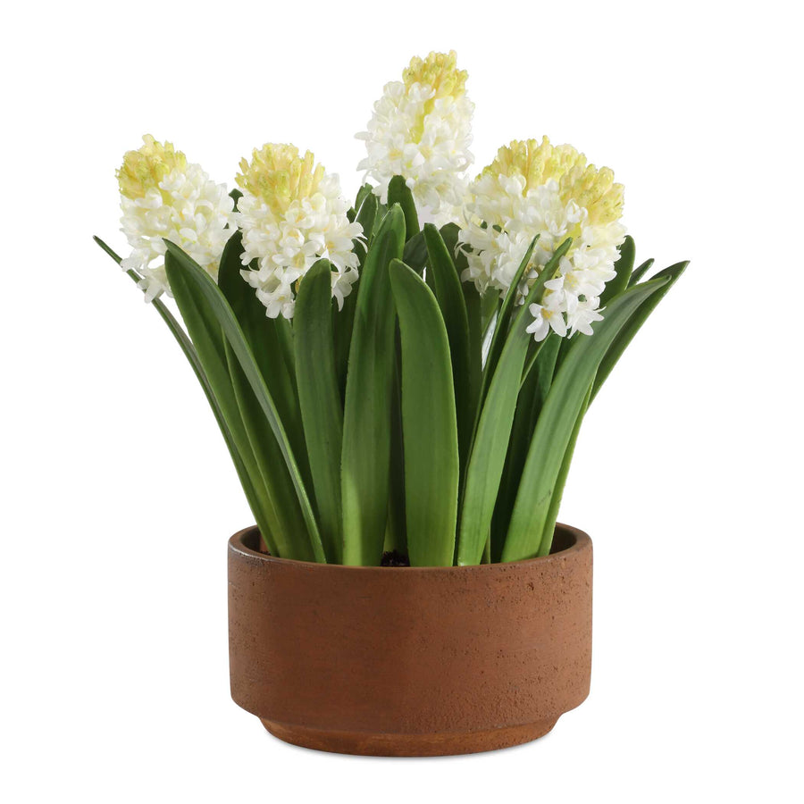 SINCERITY POTTED HYACINTH PLANT