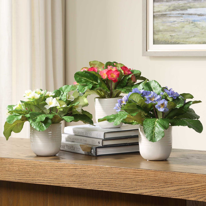TRILOGY PRIMROSE ACCENTS IN VASES SET/3