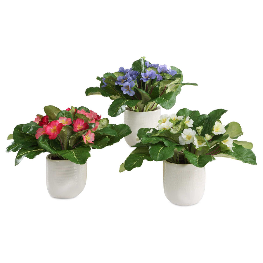 TRILOGY PRIMROSE ACCENTS IN VASES SET/3