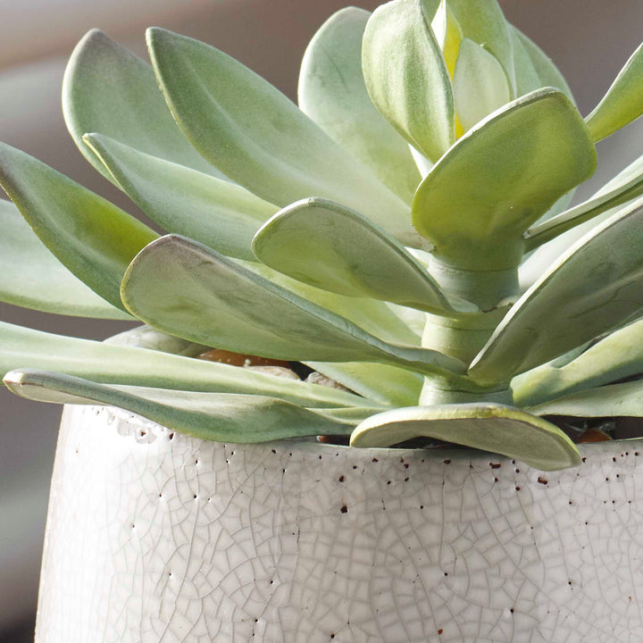 DUDLEYA GRAY OUTDOOR SUCCULENT