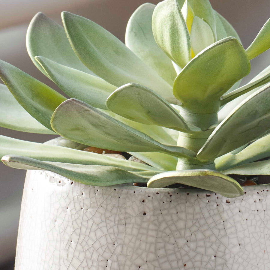 DUDLEYA GRAY OUTDOOR SUCCULENT