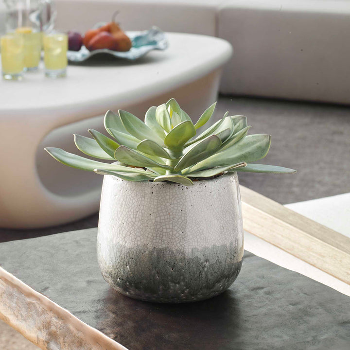 DUDLEYA GRAY OUTDOOR SUCCULENT