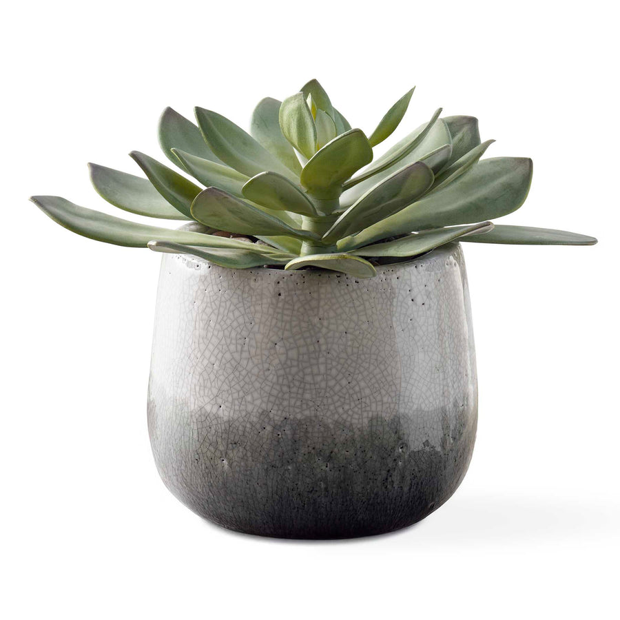 DUDLEYA GRAY OUTDOOR SUCCULENT