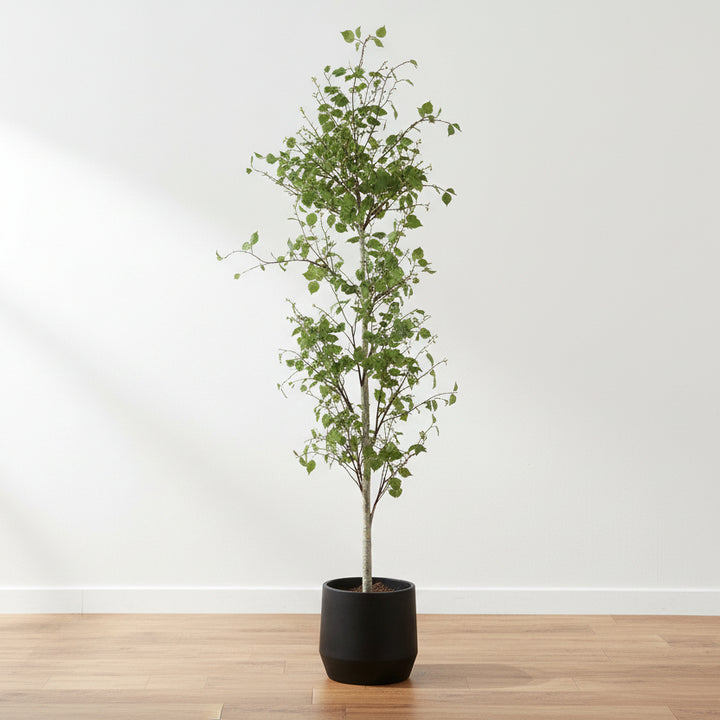 BOREAL POTTED BIRCH TREE