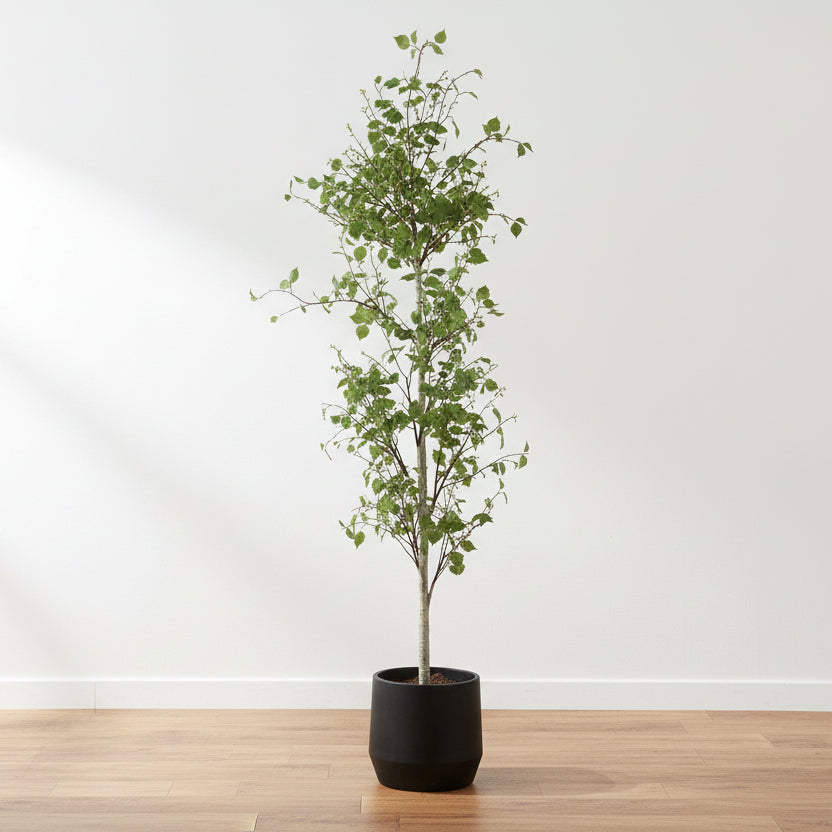 BOREAL POTTED BIRCH TREE