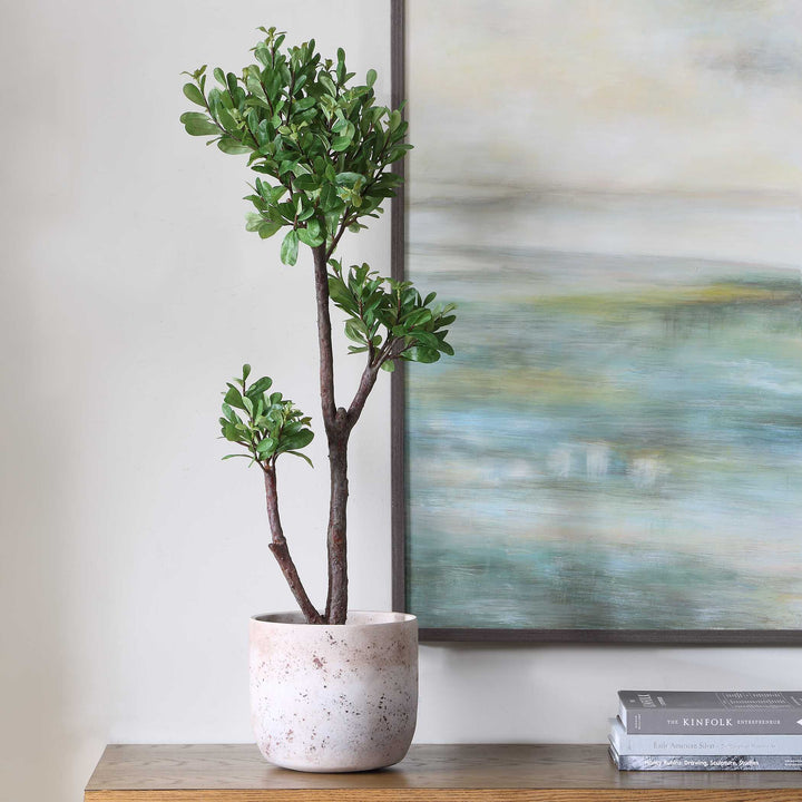 ARBOR STRAWBERRY TREE