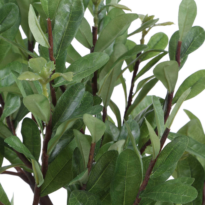 ARBOR STRAWBERRY TREE