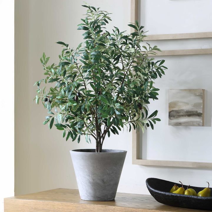 MARISOL POTTED OLIVE PLANT