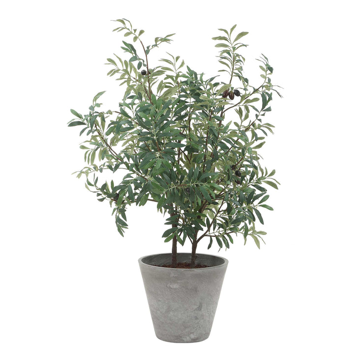 MARISOL POTTED OLIVE PLANT