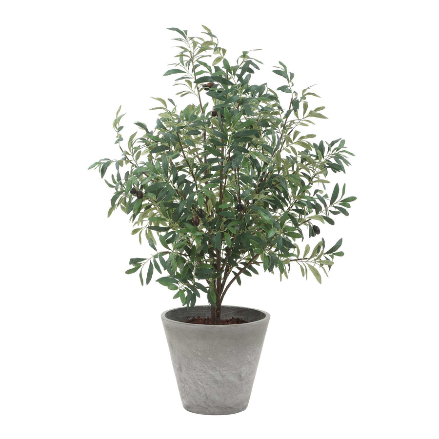 MARISOL POTTED OLIVE PLANT