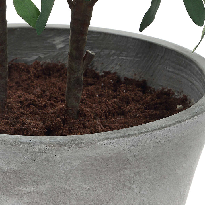 MARISOL POTTED OLIVE PLANT