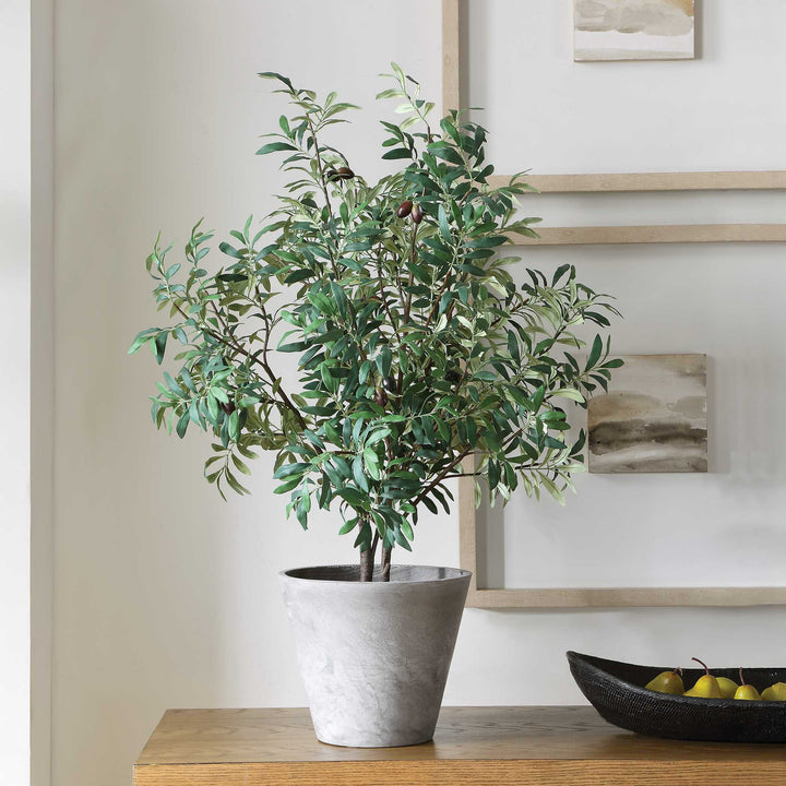 MARISOL POTTED OLIVE PLANT